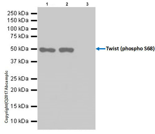 Immunoprecipitation - Anti-Twist (phospho S68) antibody [EP18178] - BSA and Azide free (AB254311)