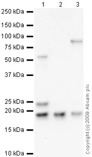 Western blot - Anti-Twist2 antibody (AB66031)
