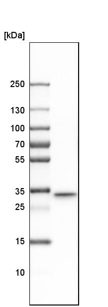 Western blot - Anti-TXNDC/TMX antibody (AB244263), expandable thumbnail