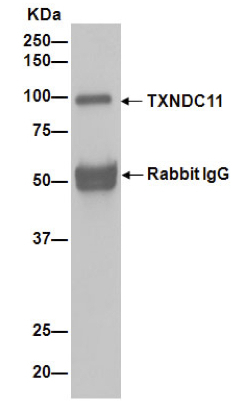 Immunoprecipitation - Anti-TXNDC11/EFP1 antibody [EPR14314] - BSA and Azide free (AB250956), expandable thumbnail