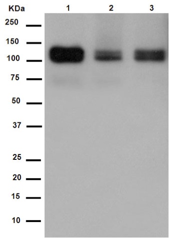 Western blot - Anti-TXNDC11/EFP1 antibody [EPR14314] - BSA and Azide free (AB250956), expandable thumbnail