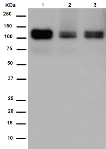 Western blot - Anti-TXNDC11/EFP1 antibody [EPR14314] - BSA and Azide free (AB250956)