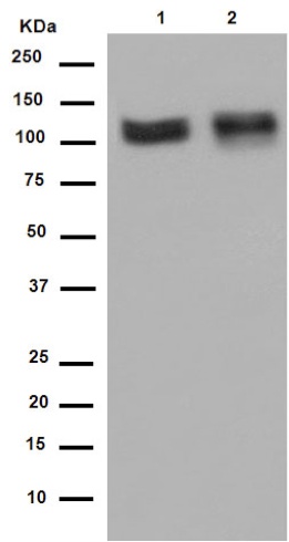 Western blot - Anti-TXNDC11/EFP1 antibody [EPR14314] - BSA and Azide free (AB250956), expandable thumbnail