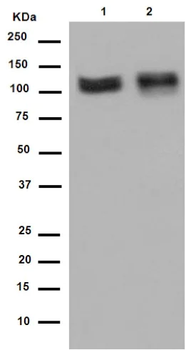 Western blot - Anti-TXNDC11/EFP1 antibody [EPR14314] - BSA and Azide free (AB250956)