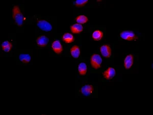 Immunocytochemistry/ Immunofluorescence - Anti-TXNDC13/TMX4 antibody [EPR12321] - BSA and Azide free (AB249787)