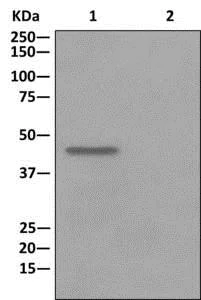 Immunoprecipitation - Anti-TXNDC13/TMX4 antibody [EPR12321] - BSA and Azide free (AB249787)