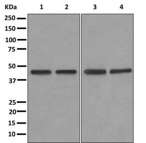 Western blot - Anti-TXNDC13/TMX4 antibody [EPR12321] - BSA and Azide free (AB249787)