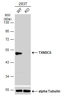 Western blot - Anti-TXNDC5 antibody (AB227623)
