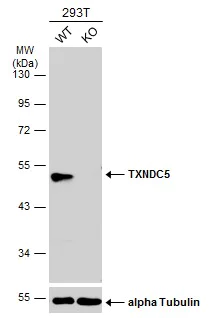 Western blot - Anti-TXNDC5 antibody (AB227623)