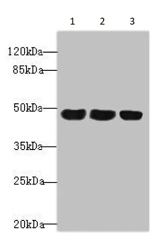 Western blot - Anti-TXNDC5 antibody (AB237697)