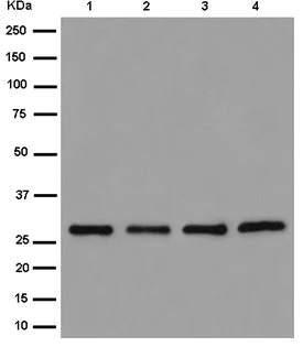 Western blot - Anti-TXNDC9 antibody [EPR15238] (AB185959)