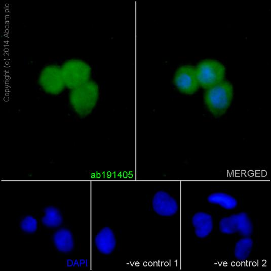 Immunocytochemistry/ Immunofluorescence - Anti-TXNDC9 antibody [EPR15239] (AB191405), expandable thumbnail