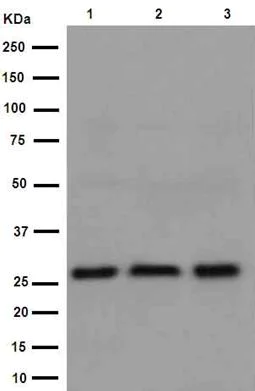Western blot - Anti-TXNDC9 antibody [EPR15239] (AB191405)
