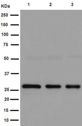 Western blot - Anti-TXNDC9 antibody [EPR15239] (AB191405)