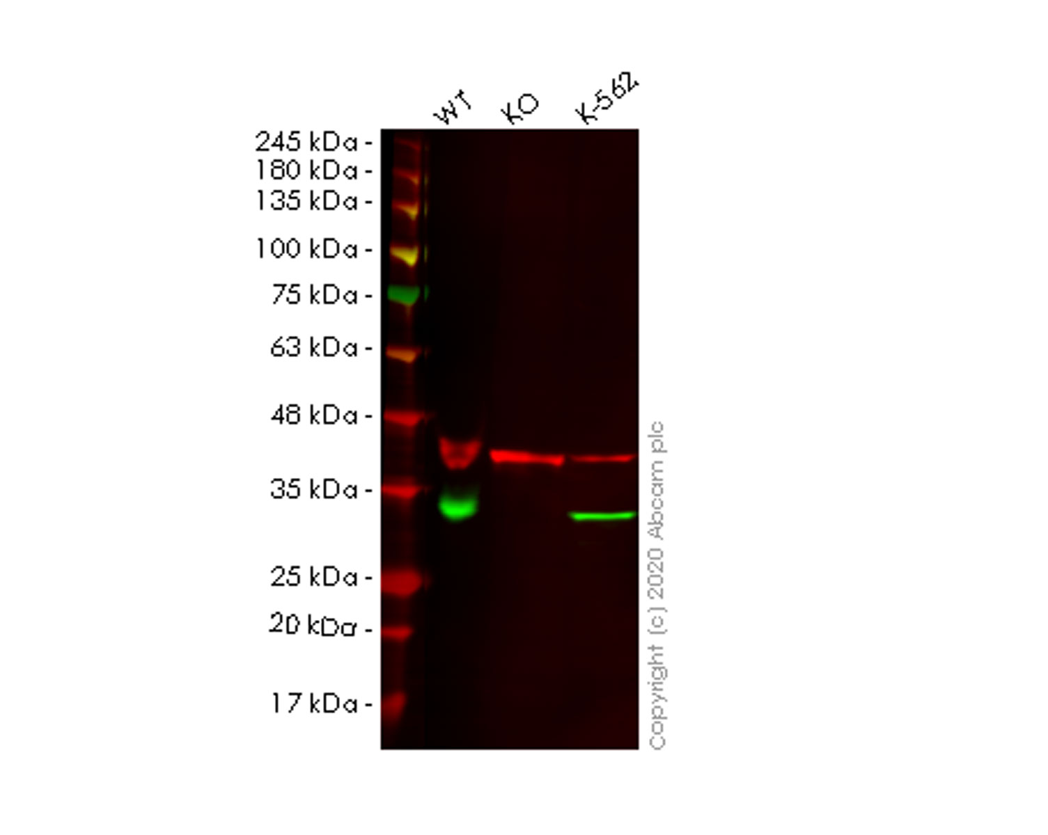 Western blot - Anti-TXNDC9 antibody [EPR15239] (AB191405), expandable thumbnail