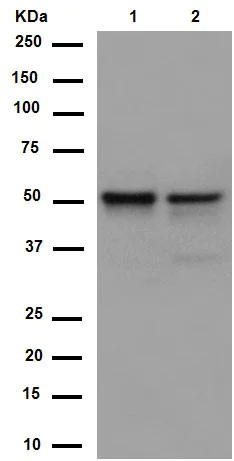 Western blot - Anti-TXNIP antibody [EPR14774] (AB188865)