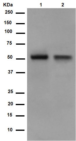 Western blot - Anti-TXNIP antibody [EPR14774] (AB188865)