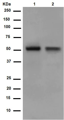 Western blot - Anti-TXNIP antibody [EPR14774] (AB188865)