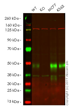 Anti-TXNIP antibody [EPR14774]