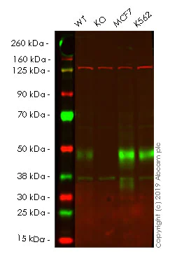 Western blot - Anti-TXNIP antibody [EPR14774] (AB188865)