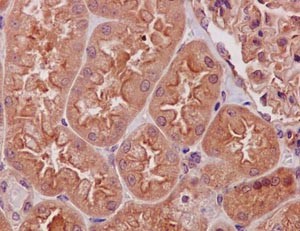 Immunohistochemistry (Formalin/PFA-fixed paraffin-embedded sections) - Anti-TXNIP antibody [EPR14774] - BSA and Azide free (AB215366)