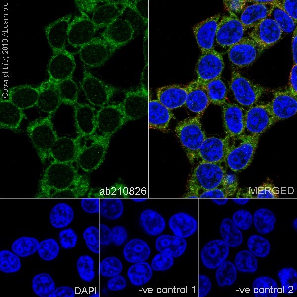 Immunocytochemistry/ Immunofluorescence - Anti-TXNIP antibody [EPR14774] - Mouse IgG2b (Chimeric) (AB210826), expandable thumbnail