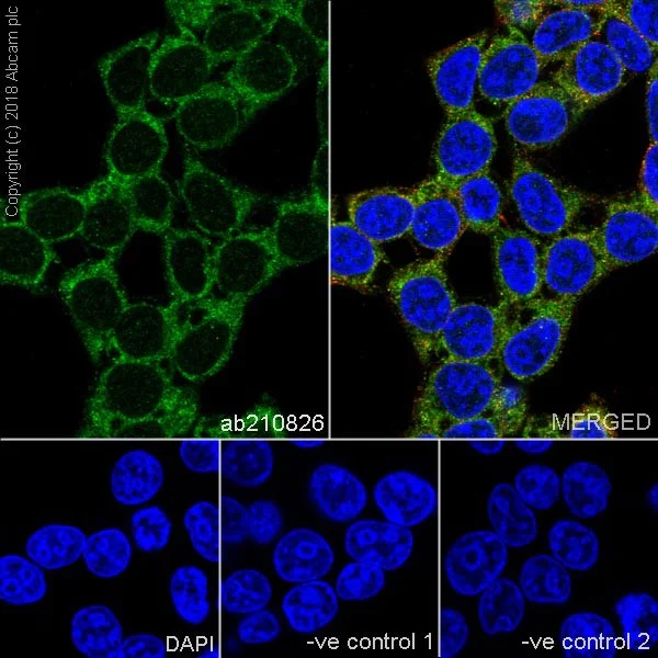 Immunocytochemistry/ Immunofluorescence - Anti-TXNIP antibody [EPR14774] - Mouse IgG2b (Chimeric) (AB210826)