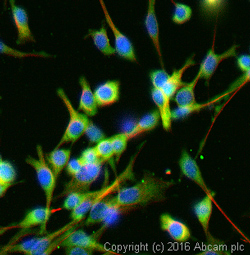 Immunocytochemistry/ Immunofluorescence - Anti-TXNIP antibody [EPR14774] - Mouse IgG2b (Chimeric) (AB210826), expandable thumbnail
