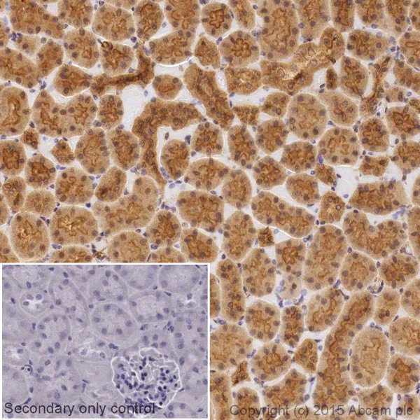 Immunohistochemistry (Formalin/PFA-fixed paraffin-embedded sections) - Anti-TXNIP antibody [EPR14774] - Mouse IgG2b (Chimeric) (AB210826)