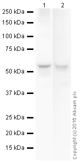 Western blot - Anti-TXNIP antibody [EPR14774] - Mouse IgG2b (Chimeric) (AB210826)