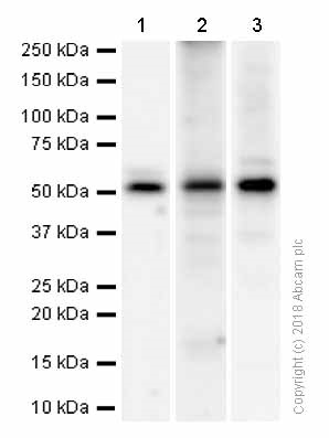 Western blot - Anti-TXNIP antibody [EPR14774] - Mouse IgG2b (Chimeric) (AB210826), expandable thumbnail