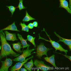Immunocytochemistry/ Immunofluorescence - Anti-TXNIP antibody [EPR14774] - Mouse IgG2b (Chimeric) - BSA and Azide free (AB232330)