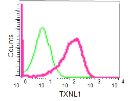 Flow Cytometry (Intracellular) - Anti-TXNL1 antibody [EPR16061(B)] - BSA and Azide free (AB238976)