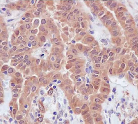 Immunohistochemistry (Formalin/PFA-fixed paraffin-embedded sections) - Anti-TXNL1 antibody [EPR16061(B)] - BSA and Azide free (AB238976)