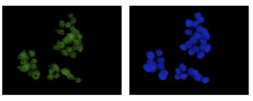 Immunocytochemistry/ Immunofluorescence - Anti-TXNL1 antibody [EPR16061(B)] - N-terminal (AB188328)