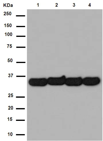 Western blot - Anti-TXNL1 antibody [EPR16061(B)] - N-terminal (AB188328)