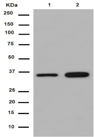 Western blot - Anti-TXNL1 antibody [EPR16061(B)] - N-terminal (AB188328)