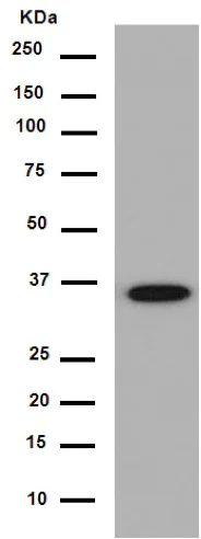 Western blot - Anti-TXNL1 antibody [EPR16061(B)] - N-terminal (AB188328)