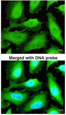 Immunocytochemistry/ Immunofluorescence - Anti-TXNRD1 antibody (AB155790), expandable thumbnail