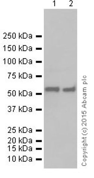 Western blot - Anti-TXNRD1 antibody [EPNCIR129] (AB124954)