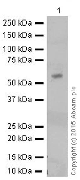 Western blot - Anti-TXNRD1 antibody [EPNCIR129] (AB124954)
