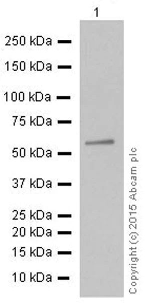 Western blot - Anti-TXNRD1 antibody [EPNCIR129] (AB124954)