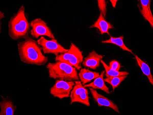 Immunocytochemistry/ Immunofluorescence - Anti-TXNRD1 antibody [EPNCIR129] - BSA and Azide free (AB187363)