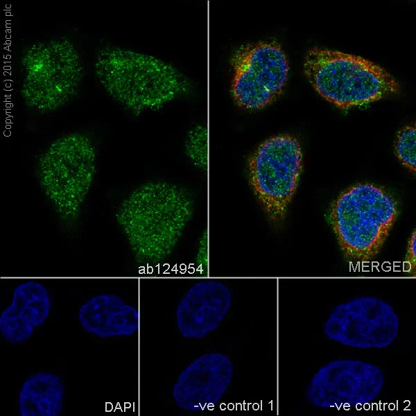 Immunocytochemistry/ Immunofluorescence - Anti-TXNRD1 antibody [EPNCIR129] - BSA and Azide free (AB187363)