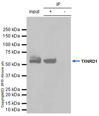 Immunoprecipitation - Anti-TXNRD1 antibody [EPNCIR129] - BSA and Azide free (AB187363)