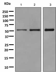 Western blot - Anti-TXNRD1 antibody [EPR10204(B)] (AB151716), expandable thumbnail