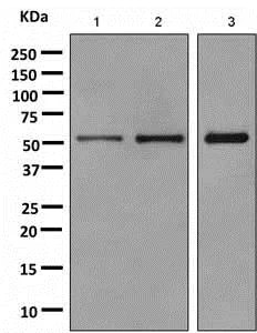 Western blot - Anti-TXNRD1 antibody [EPR10204(B)] - BSA and Azide free (AB249034)