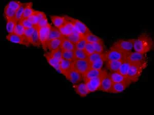 Immunocytochemistry/ Immunofluorescence - Anti-TXNRD1 antibody [EPR10205] (AB167411)