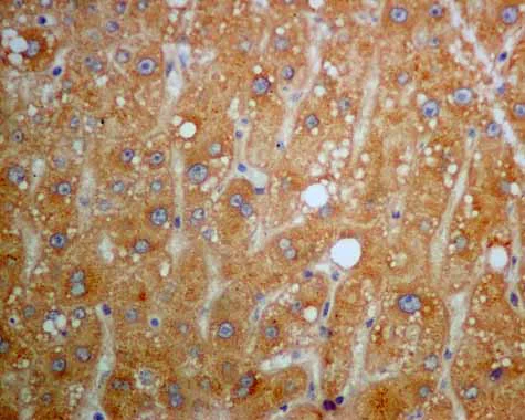 Immunohistochemistry (Formalin/PFA-fixed paraffin-embedded sections) - Anti-TXNRD1 antibody [EPR10205] - BSA and Azide free (AB249425)