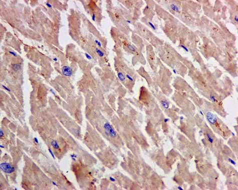 Immunohistochemistry (Formalin/PFA-fixed paraffin-embedded sections) - Anti-TXNRD1 antibody [EPR10205] - BSA and Azide free (AB249425)